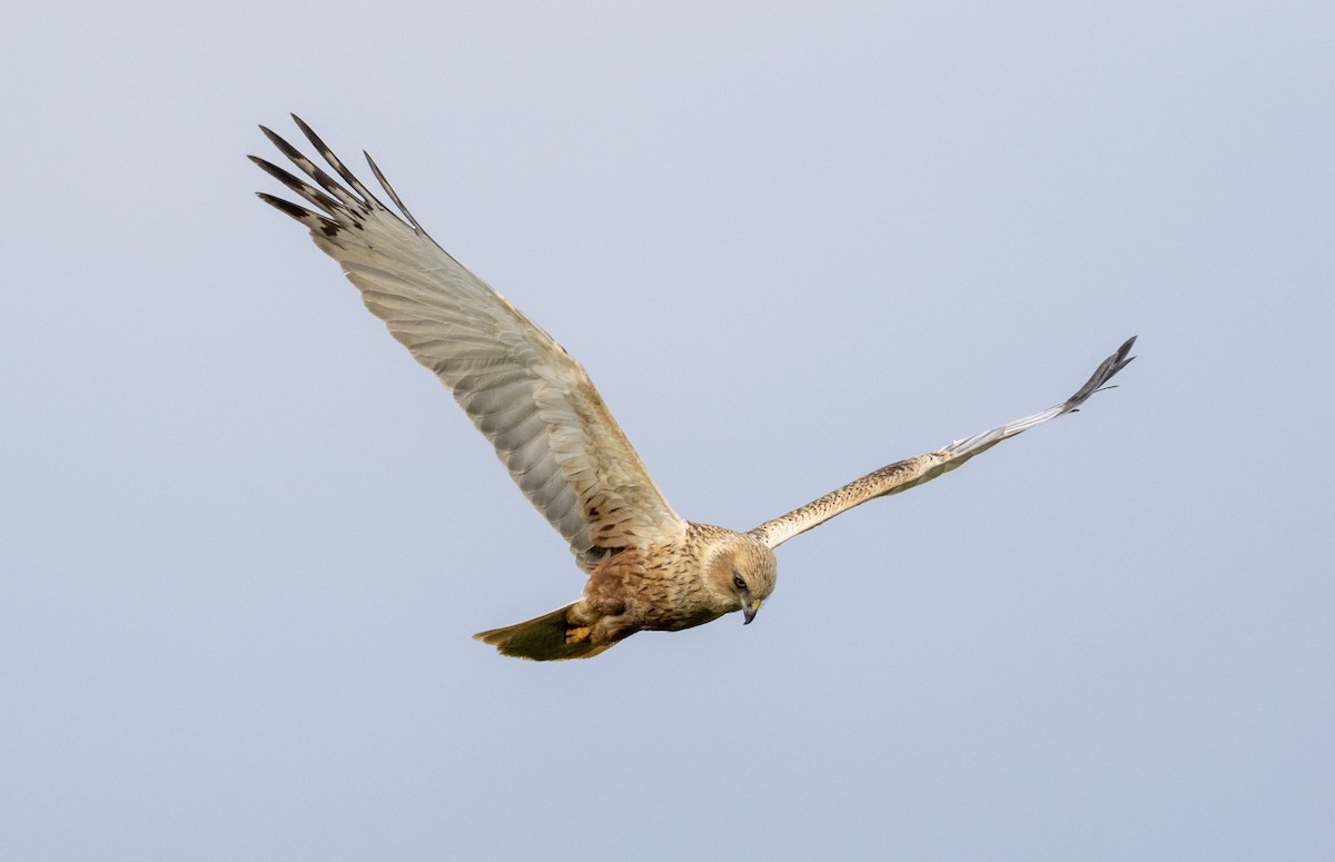 Намгийн хулд - ML617600646