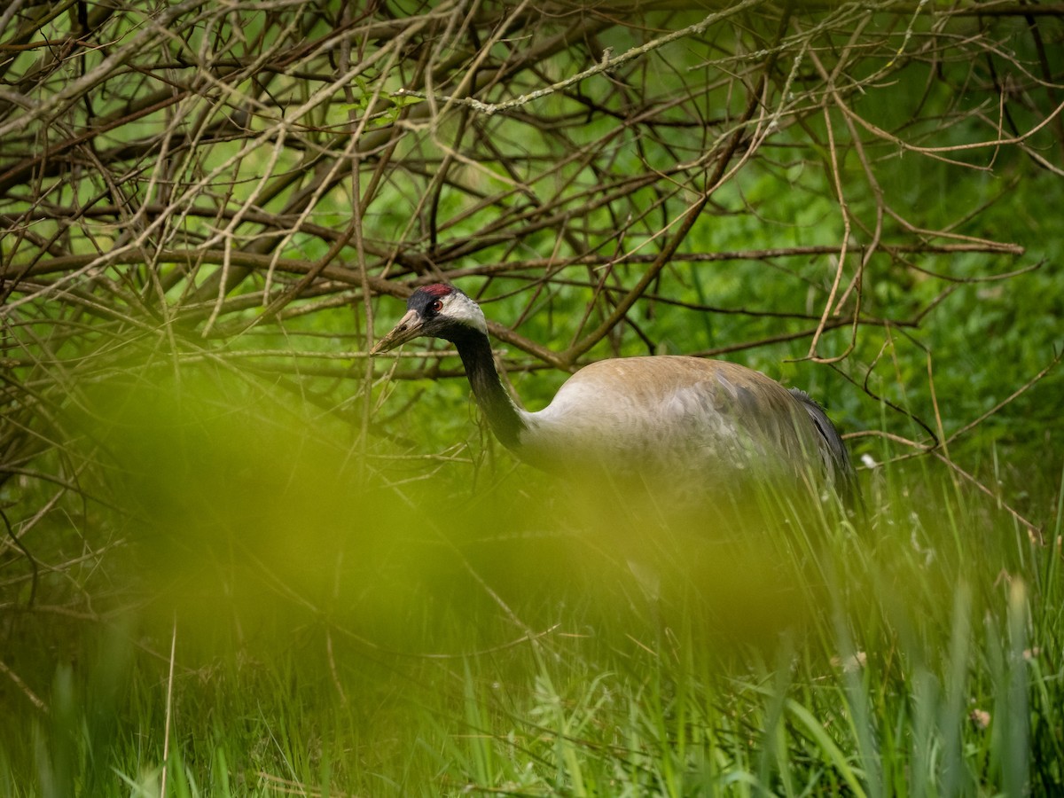 Хархираа тогоруу - ML617600648