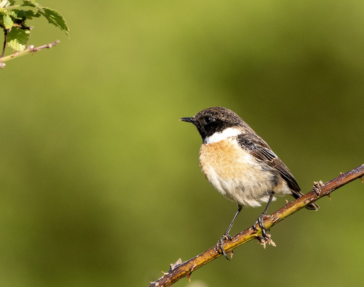 European Stonechat - ML617600649