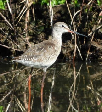 Spotted Redshank - ML617600650