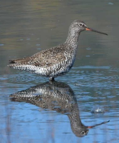 Spotted Redshank - ML617600652