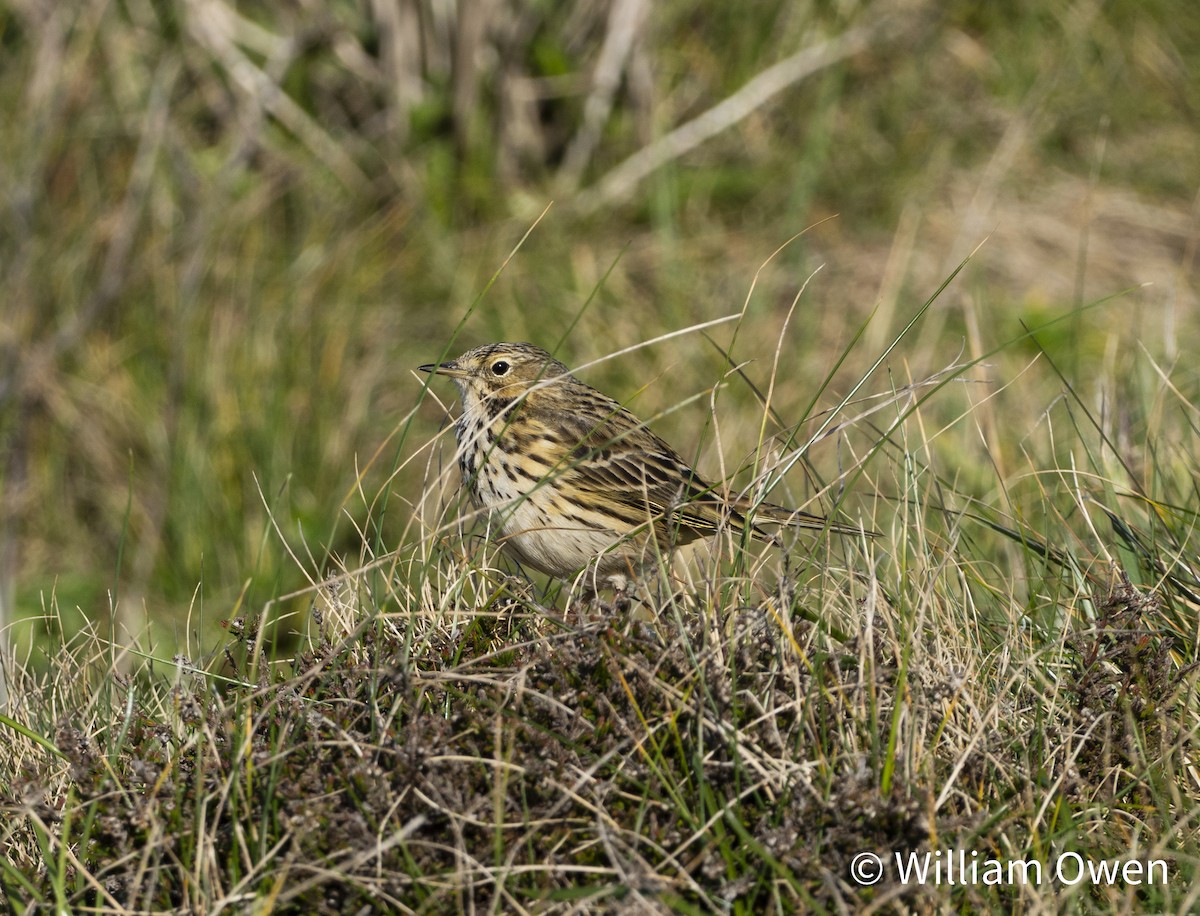 Meadow Pipit - ML617600691