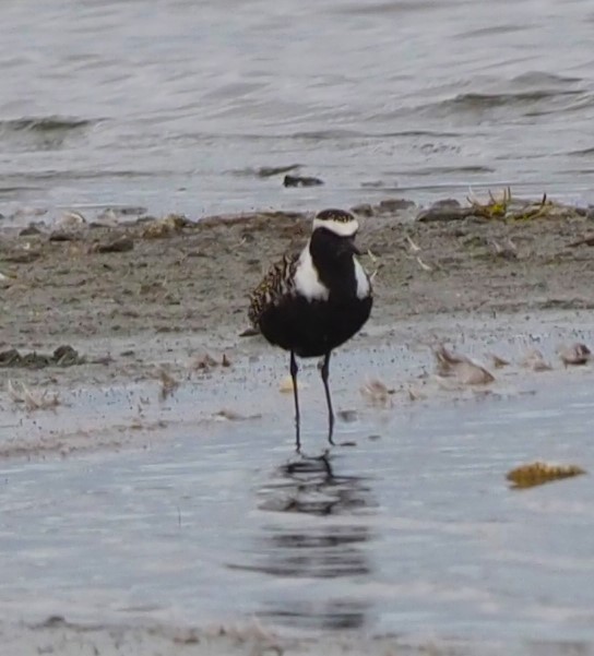 American Golden-Plover - Angus Hartshorn