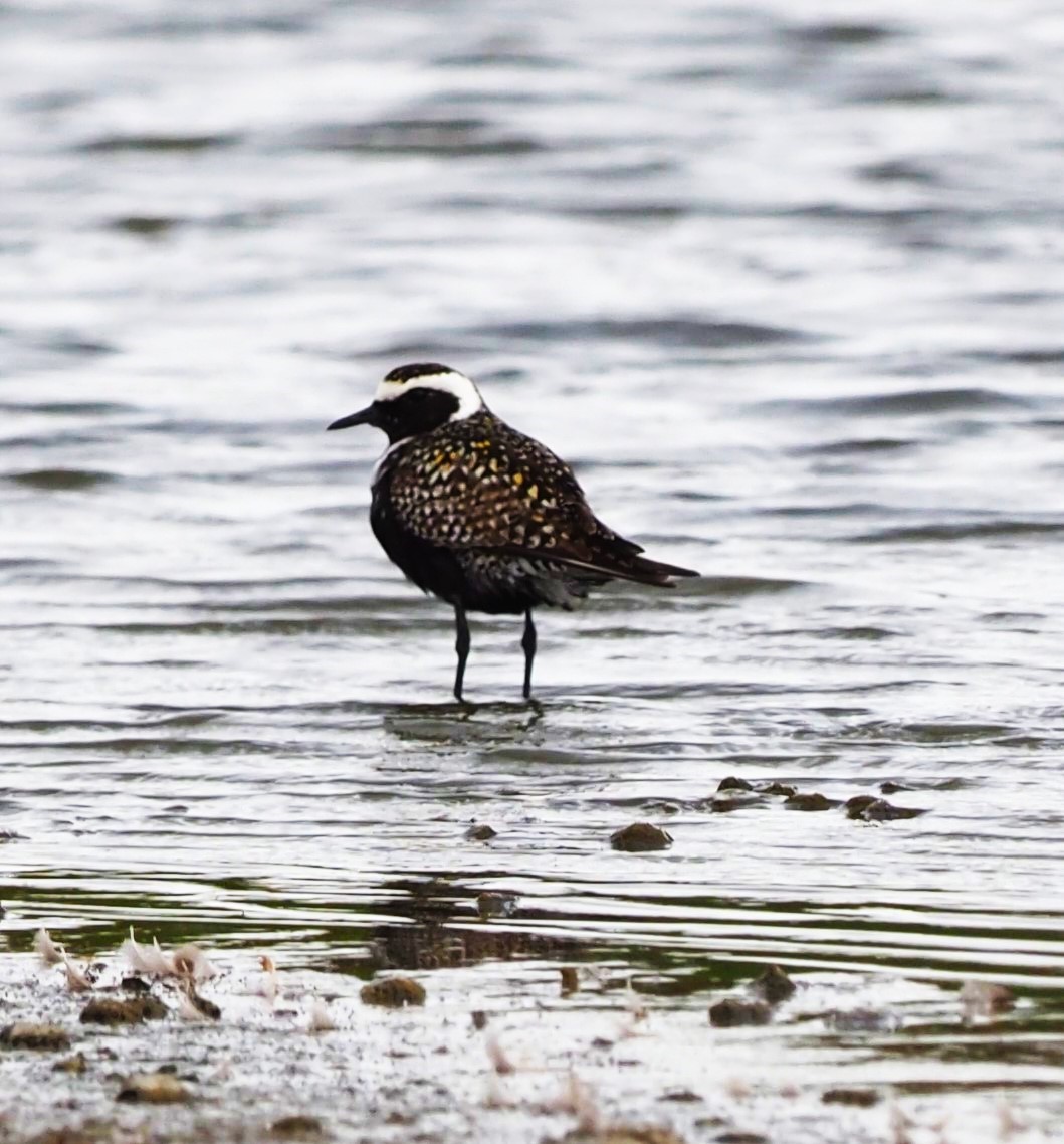 American Golden-Plover - ML617600713