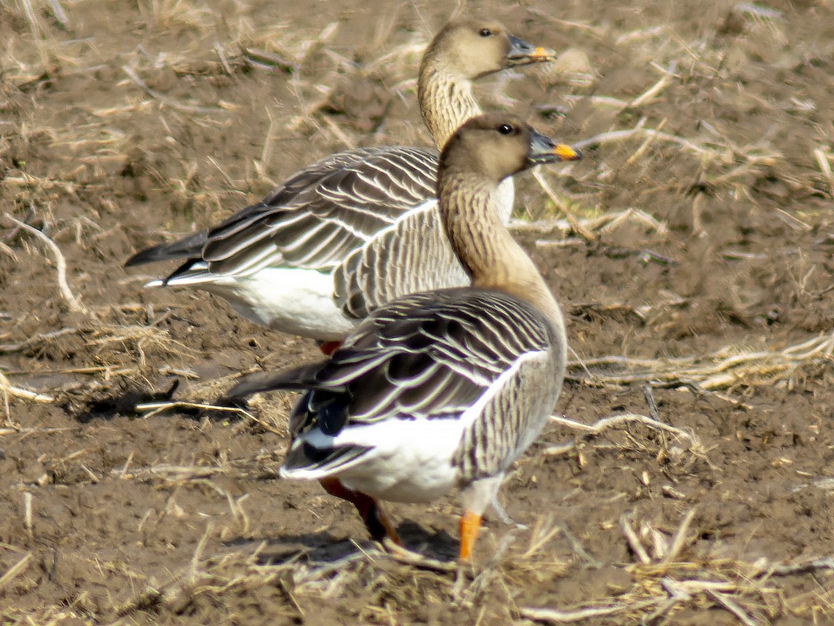 Tundra Bean-Goose - ML617600715