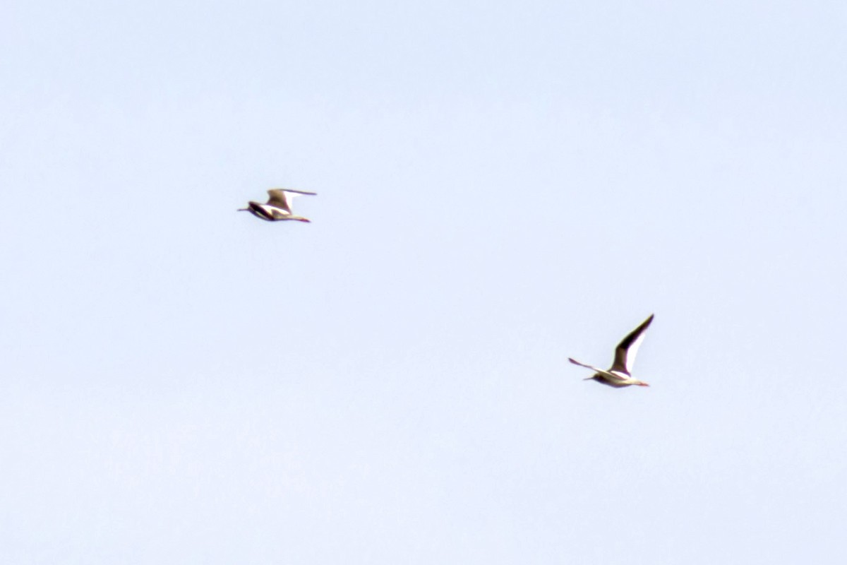 Common Redshank - ML617600721