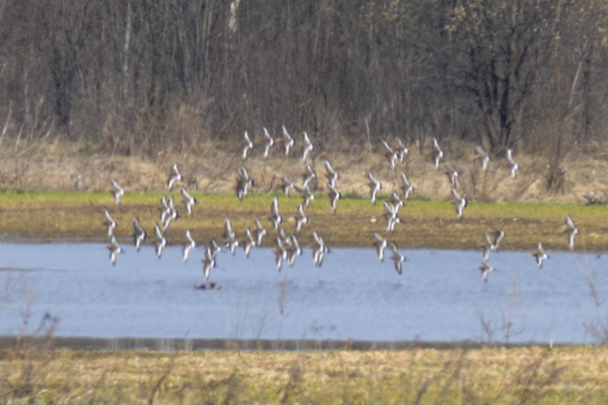 Black-tailed Godwit - ML617600730