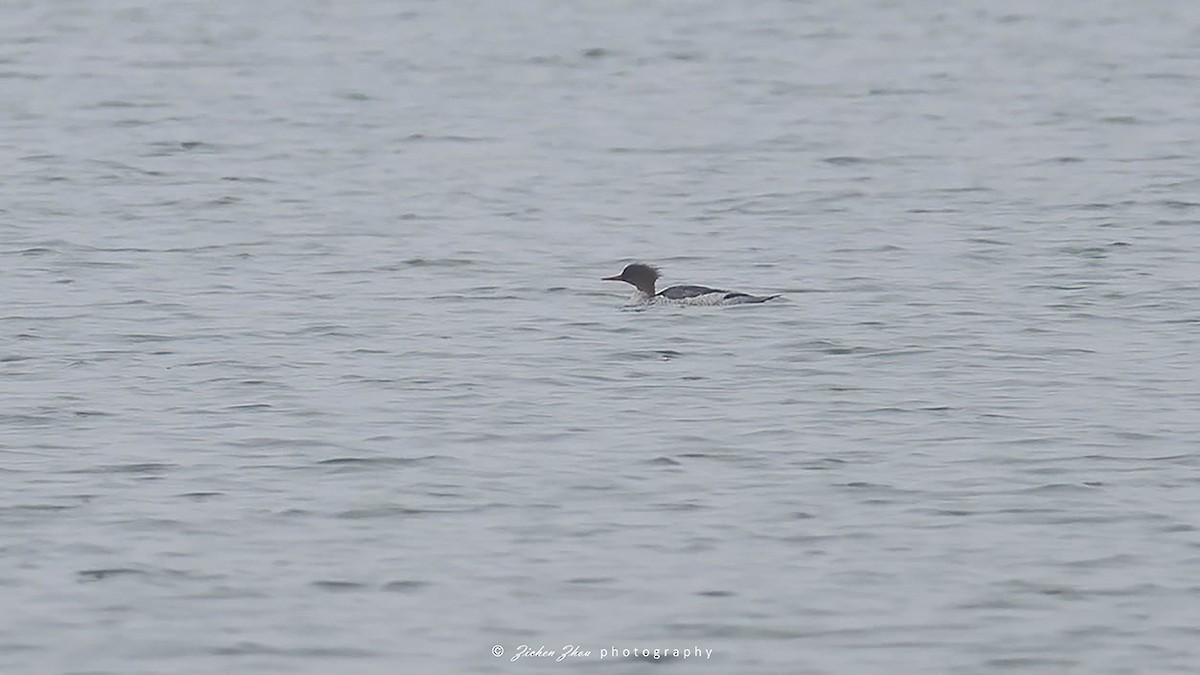 Scaly-sided Merganser - ML617600735