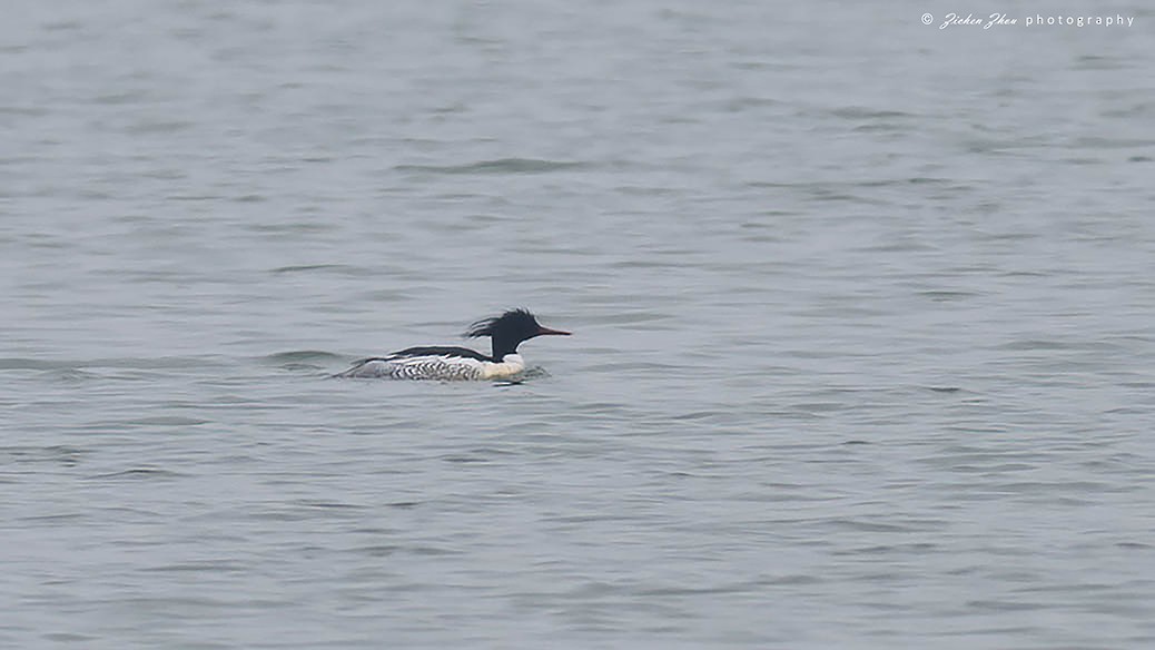 Scaly-sided Merganser - ML617600736