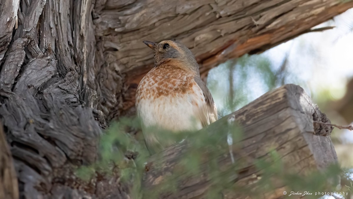 Red-throated Thrush - ML617600803