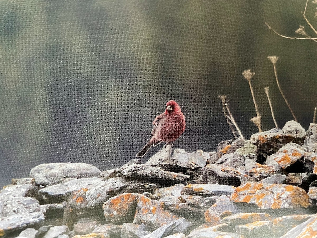 Great Rosefinch - ML617600822