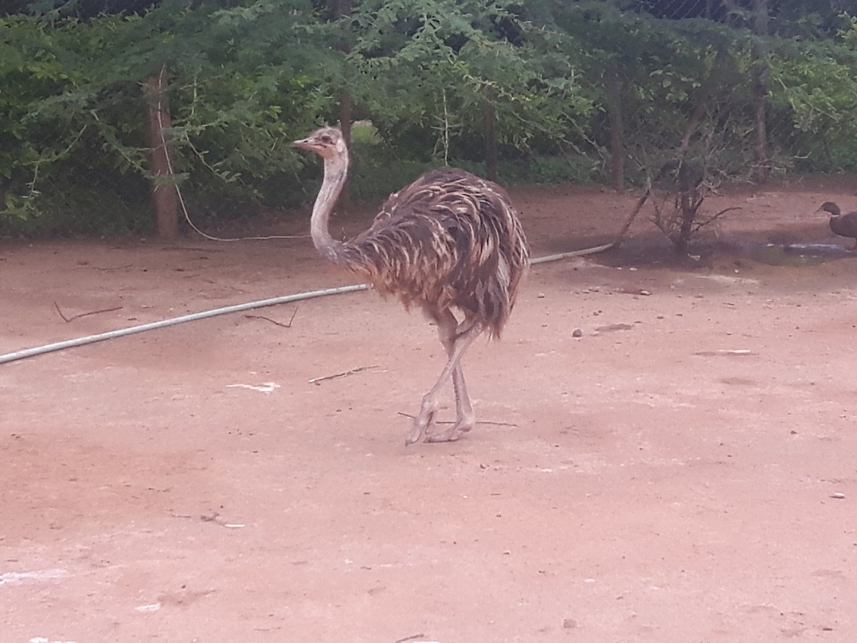 Common Ostrich - ML617600823