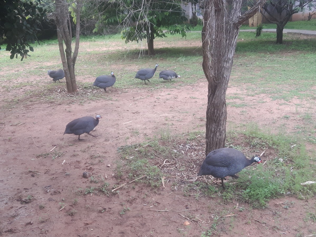Helmeted Guineafowl - ML617600850