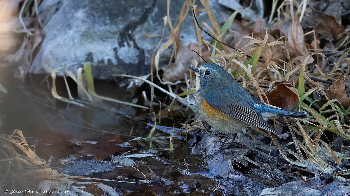 Red-flanked/Qilian Bluetail - ML617600861