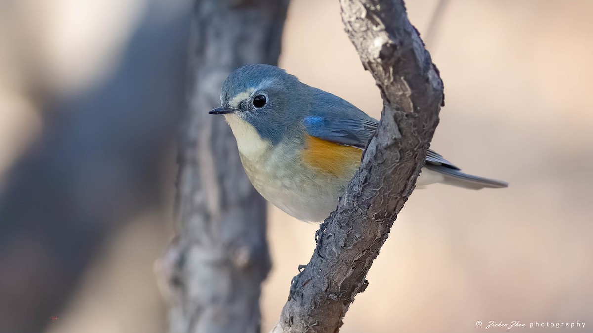 Red-flanked/Qilian Bluetail - ML617600862