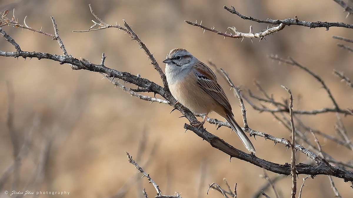 Godlewski's Bunting - ML617600894