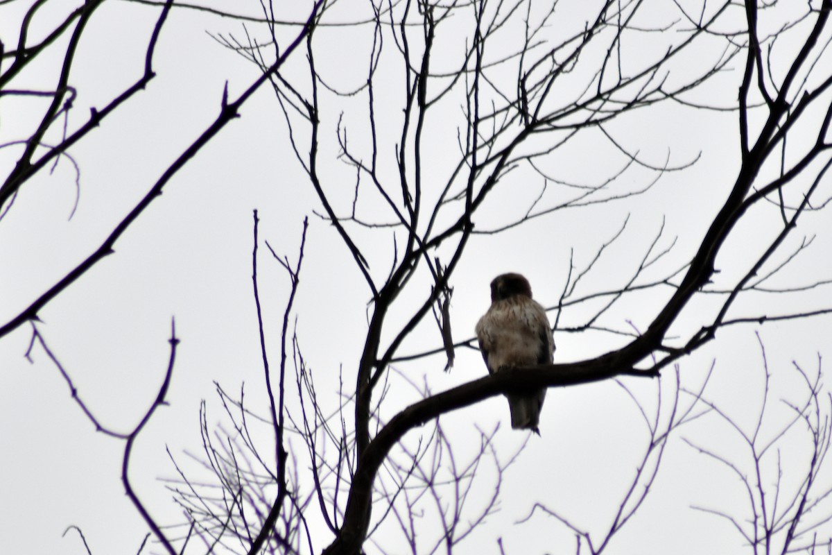 Booted Eagle - ML617600896