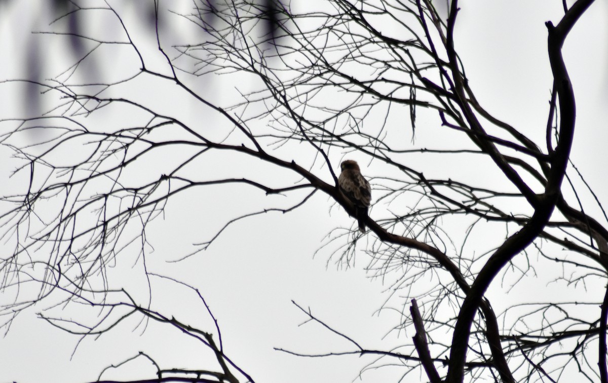 Booted Eagle - ML617600897