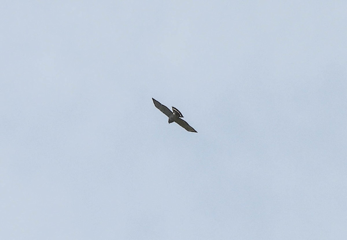 Broad-winged Hawk - ML617600899