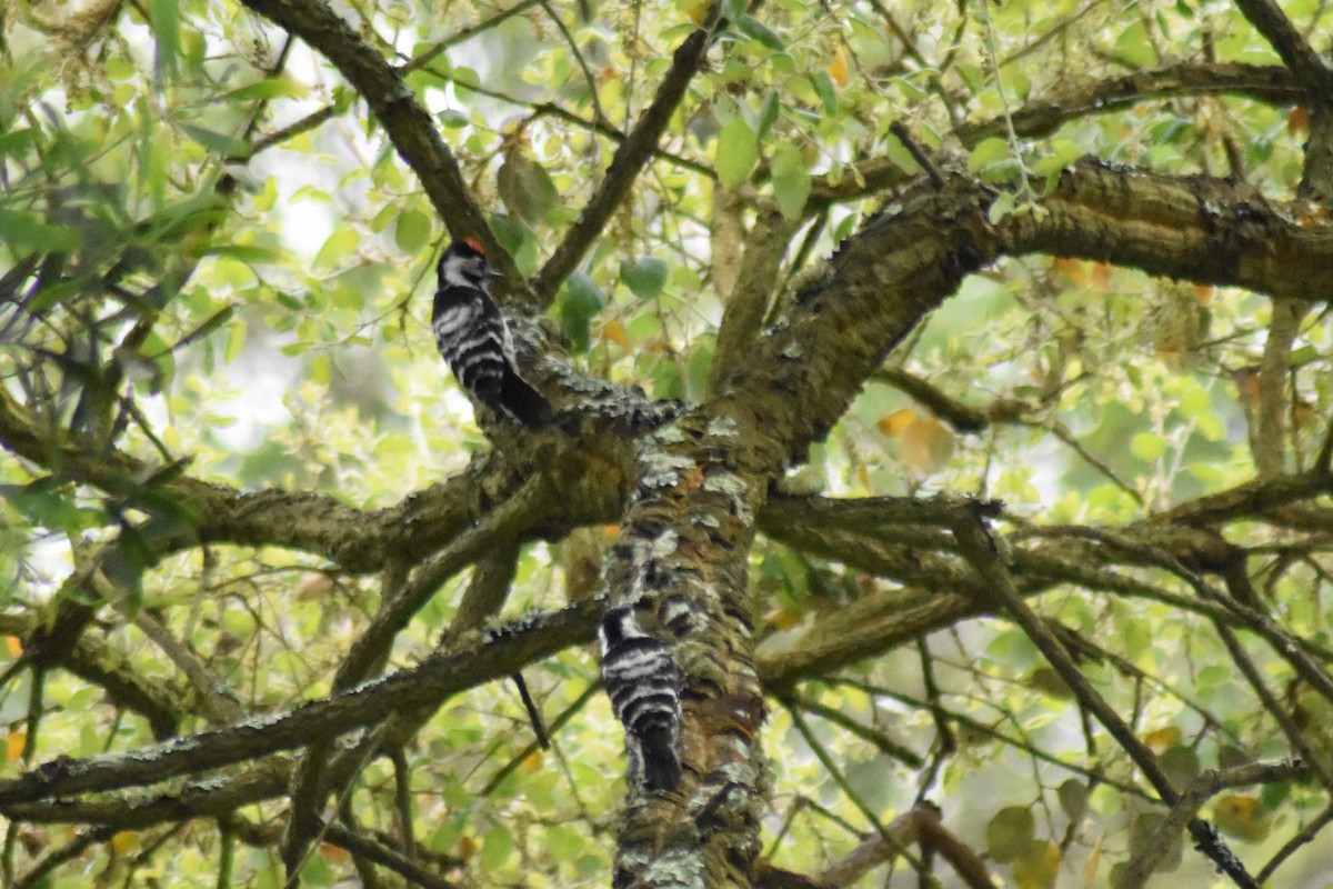 Lesser Spotted Woodpecker - ML617600905