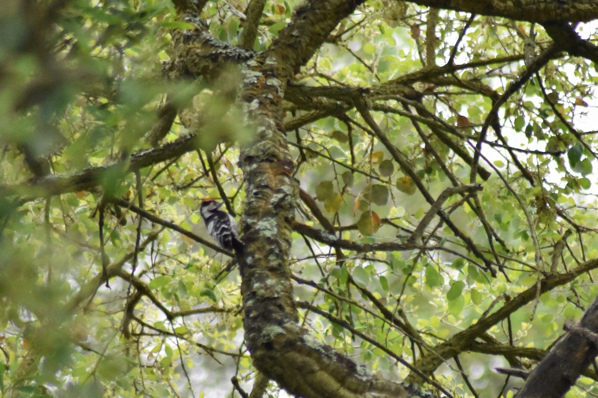 Lesser Spotted Woodpecker - ML617600906