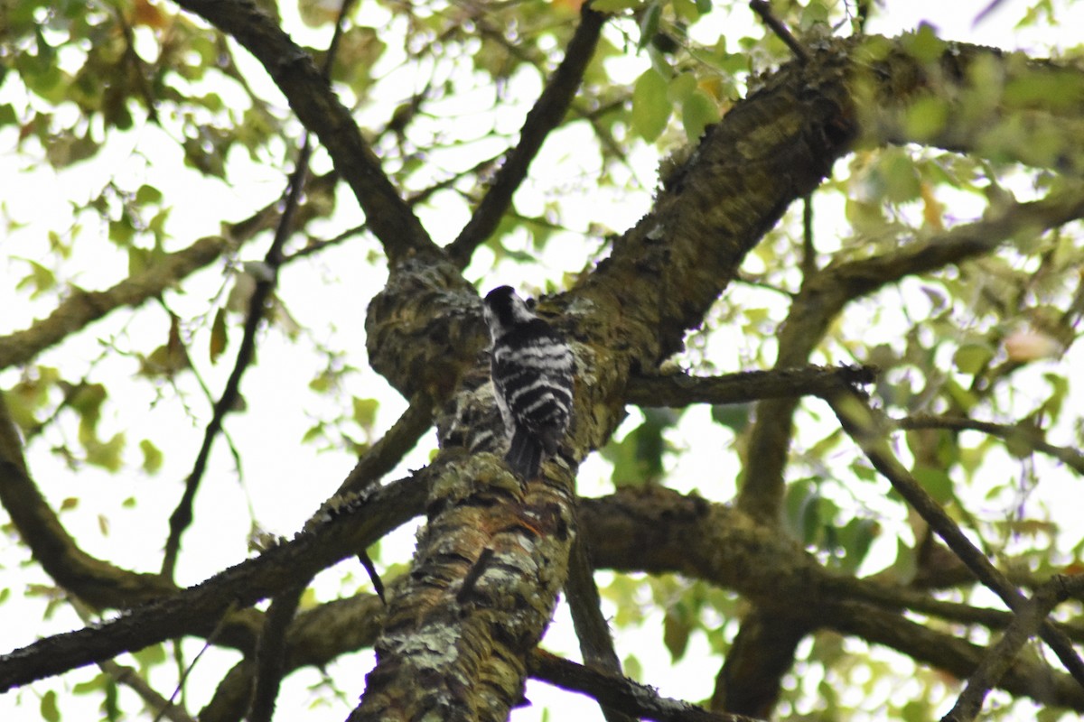 Lesser Spotted Woodpecker - ML617600907