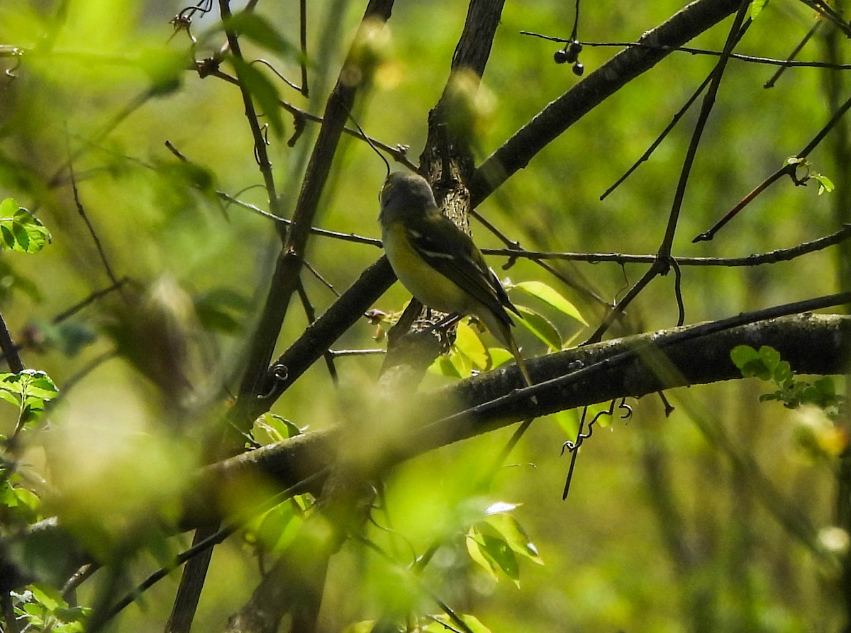 White-eyed Vireo - ML617600910