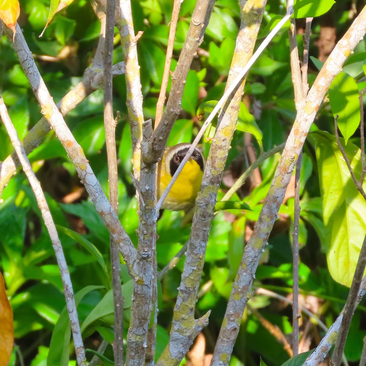 Common Yellowthroat - ML617600925