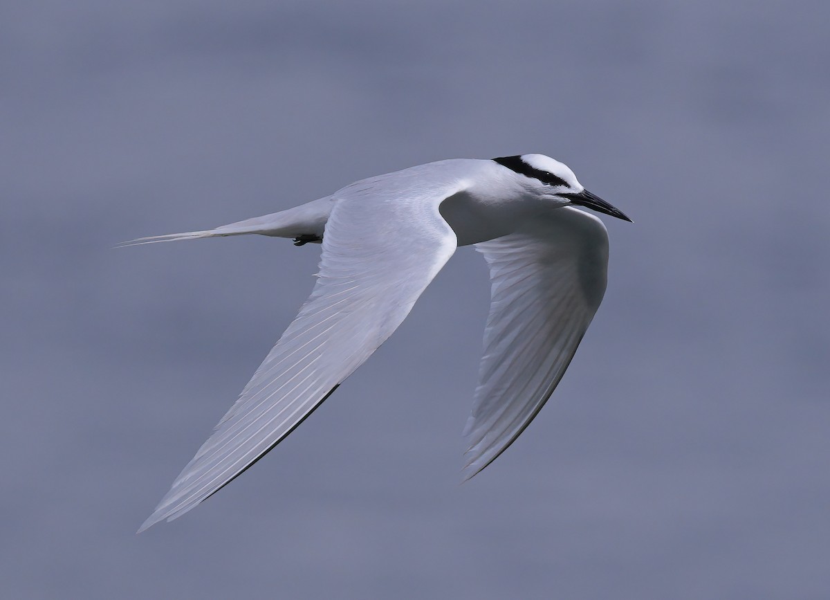 Black-naped Tern - ML617600937