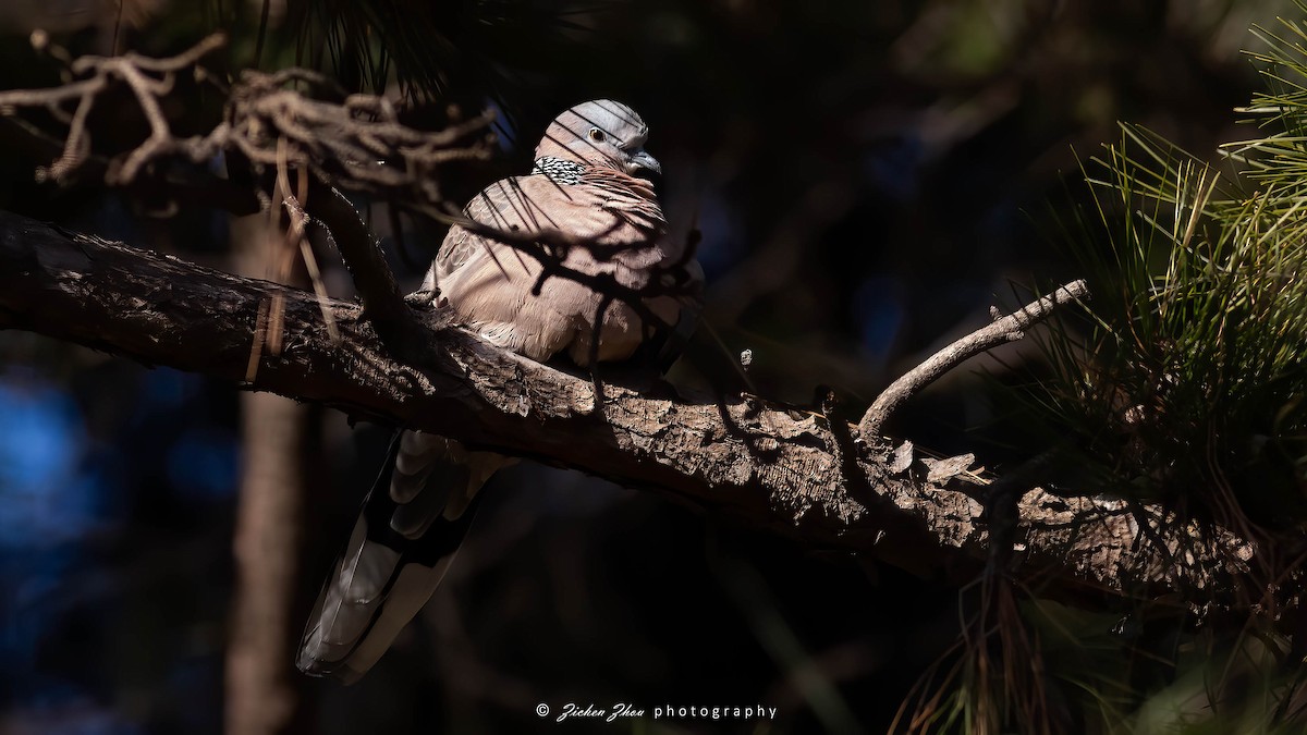 Spotted Dove - Zichen  Zhou