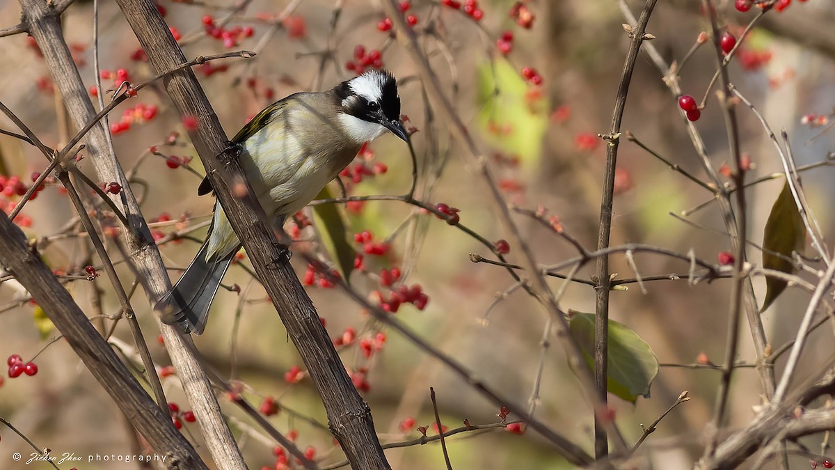 Light-vented Bulbul - Zichen  Zhou