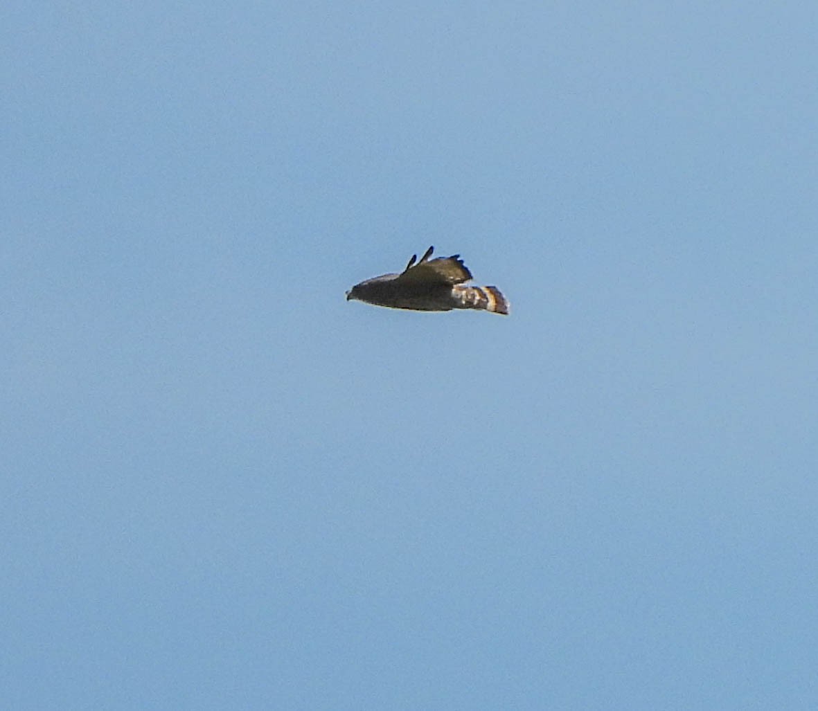 Broad-winged Hawk - ML617600988