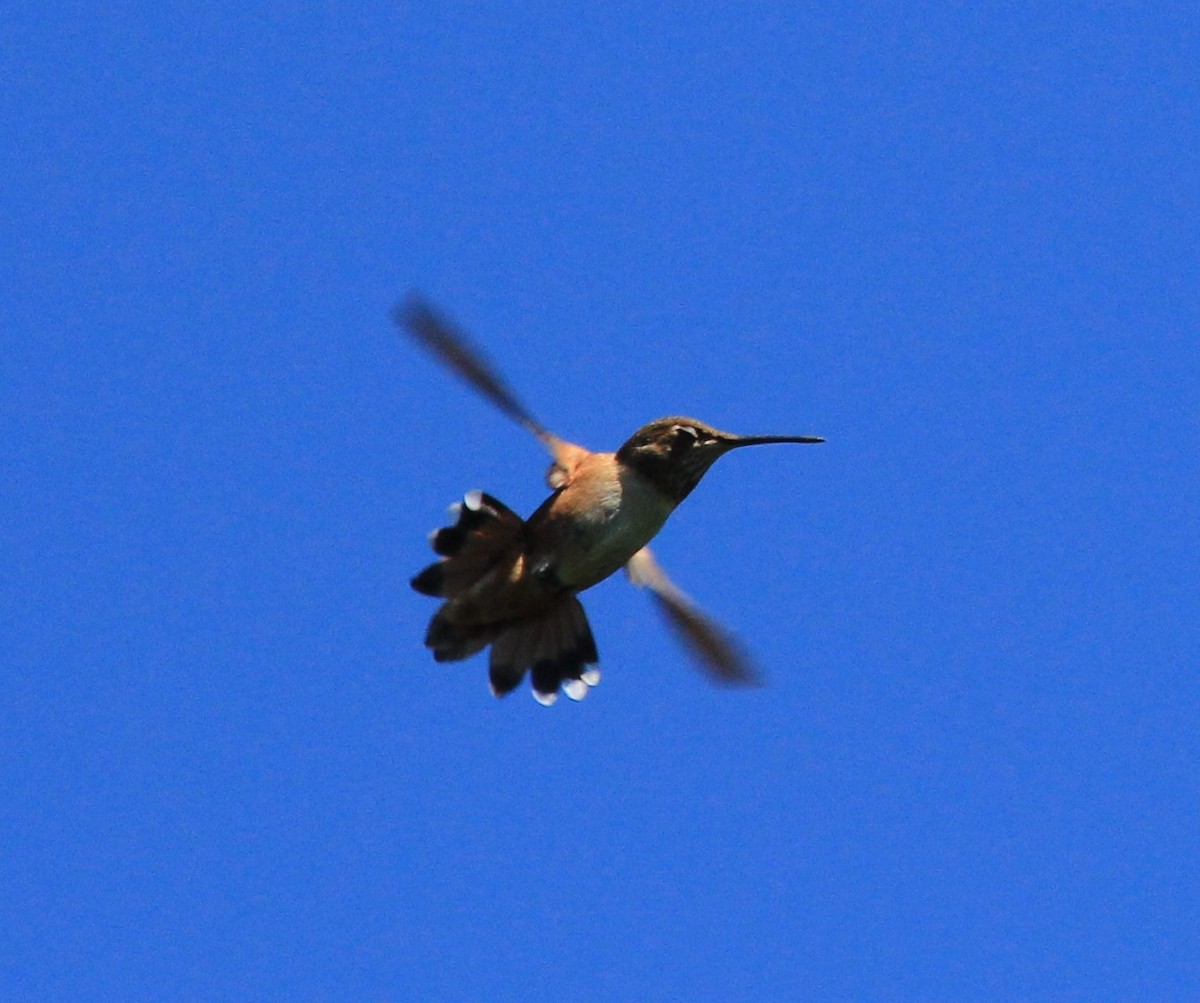 Rufous Hummingbird - Nels Nelson