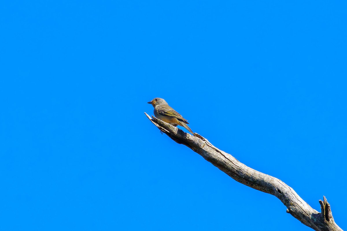 Red-lored Whistler - ML617601070