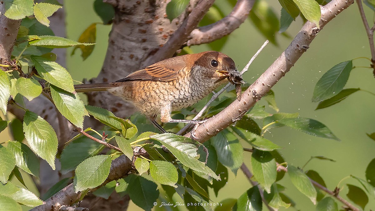 Pie-grièche bucéphale - ML617601125