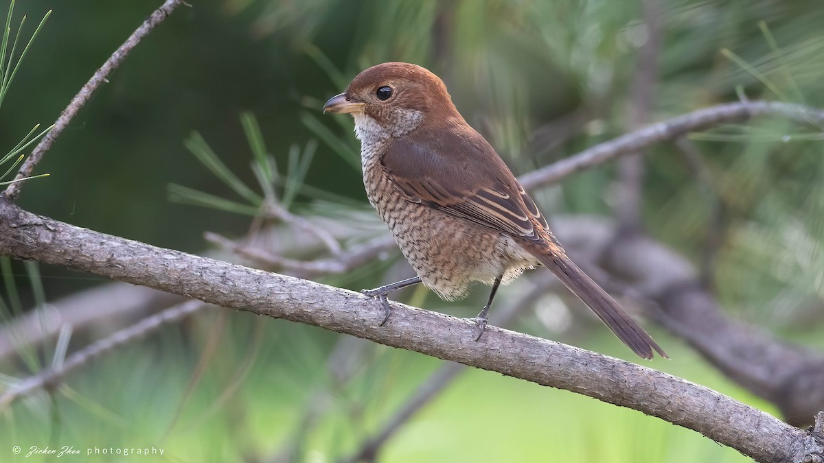 Bull-headed Shrike - ML617601128