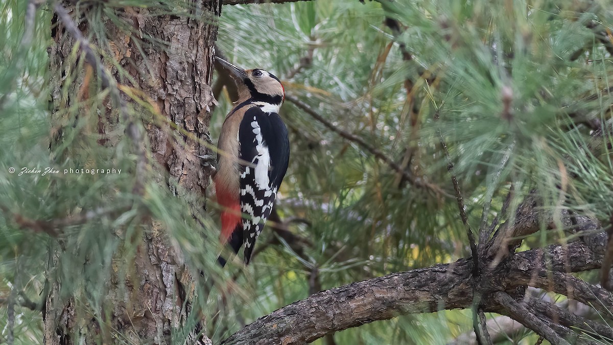 Great Spotted Woodpecker - Zichen  Zhou