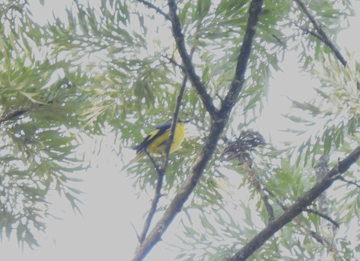 Orange Minivet - ML617601164