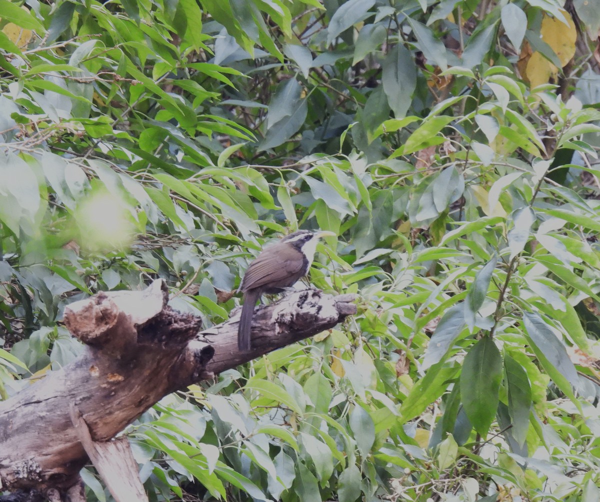 Indian Scimitar-Babbler - ML617601168