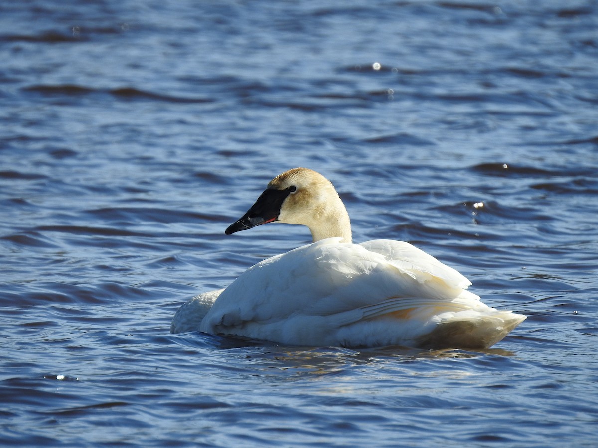 Trumpeter Swan - ML617601189