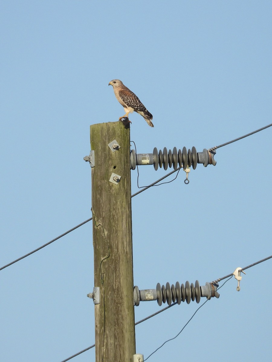 Red-shouldered Hawk (extimus) - ML617601299