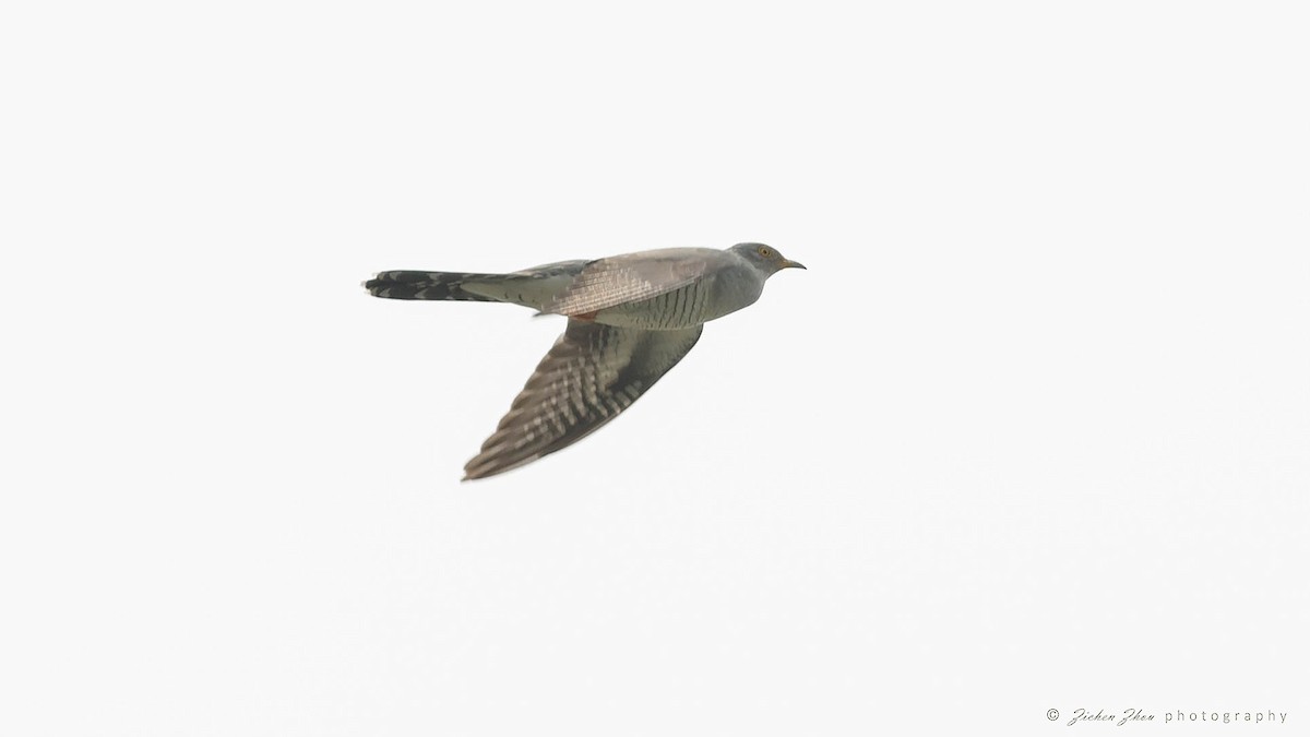 Common Cuckoo - ML617601351