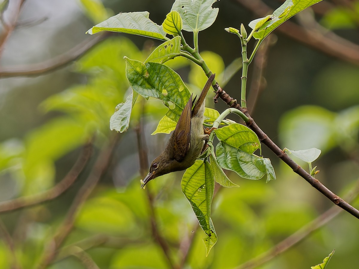 Red-throated Sunbird - ML617601406