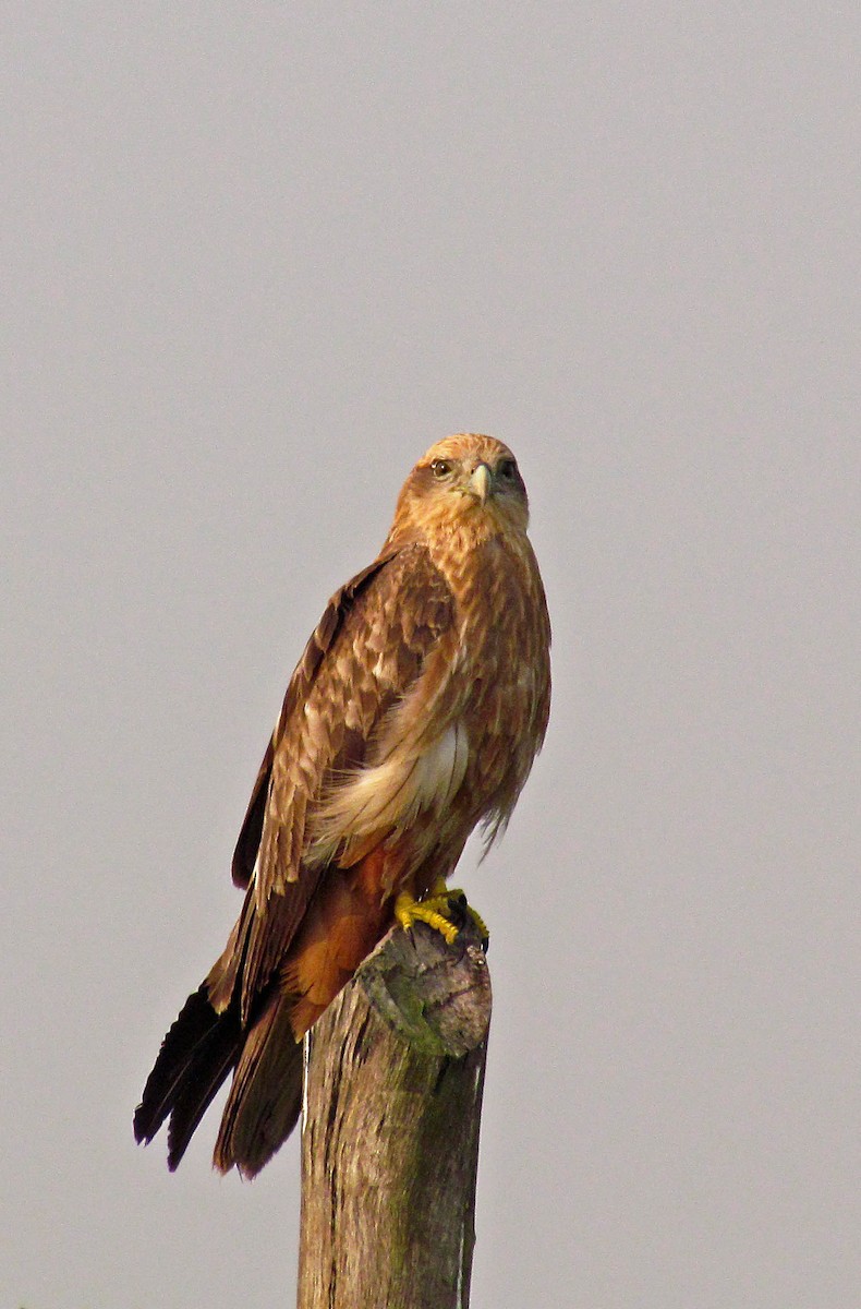 Brahminy Kite - ML617601409