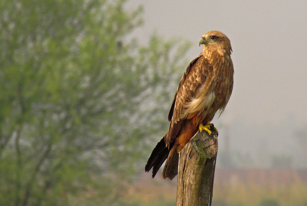 Brahminy Kite - ML617601411