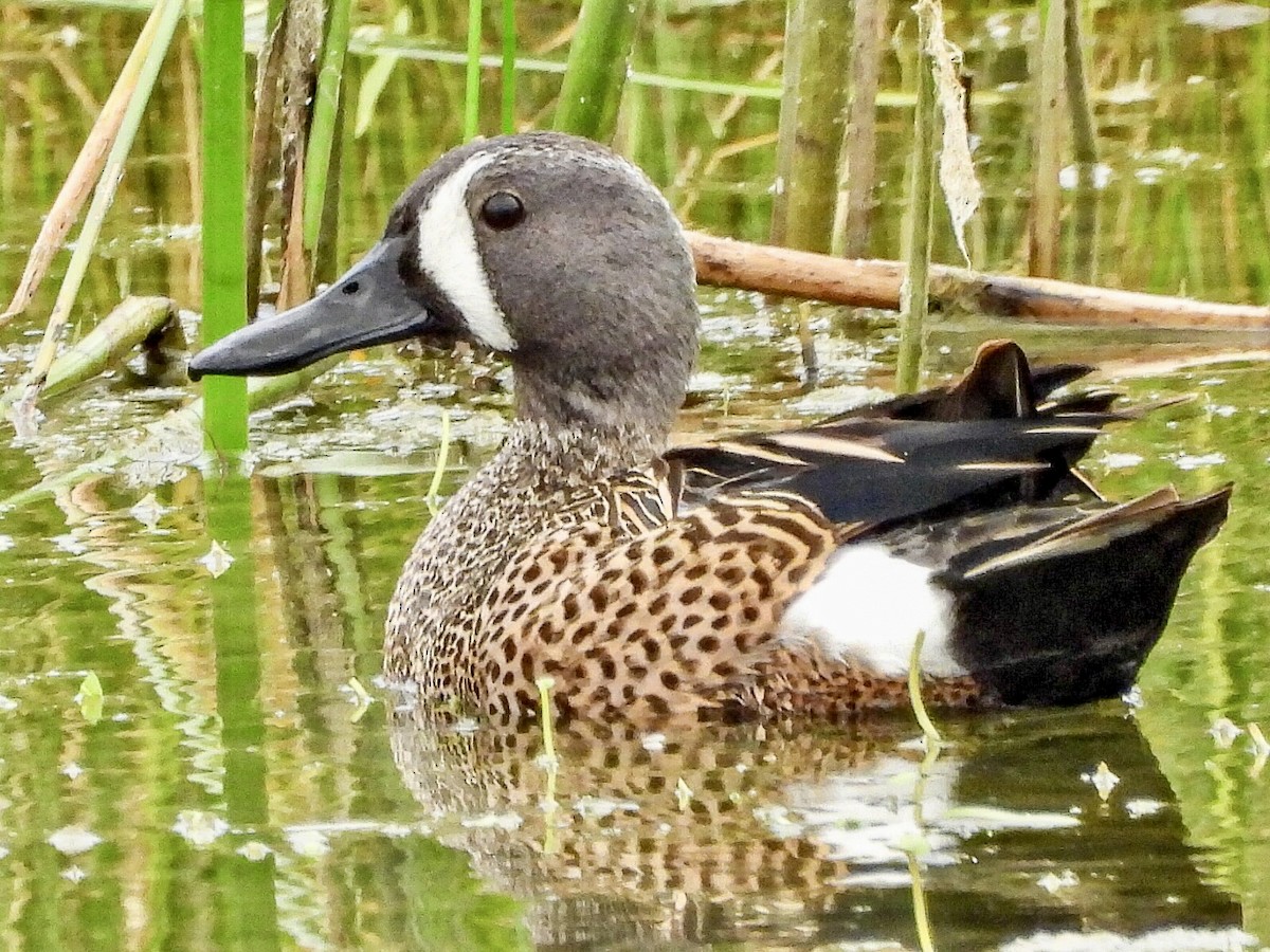 Blue-winged Teal - ML617601506