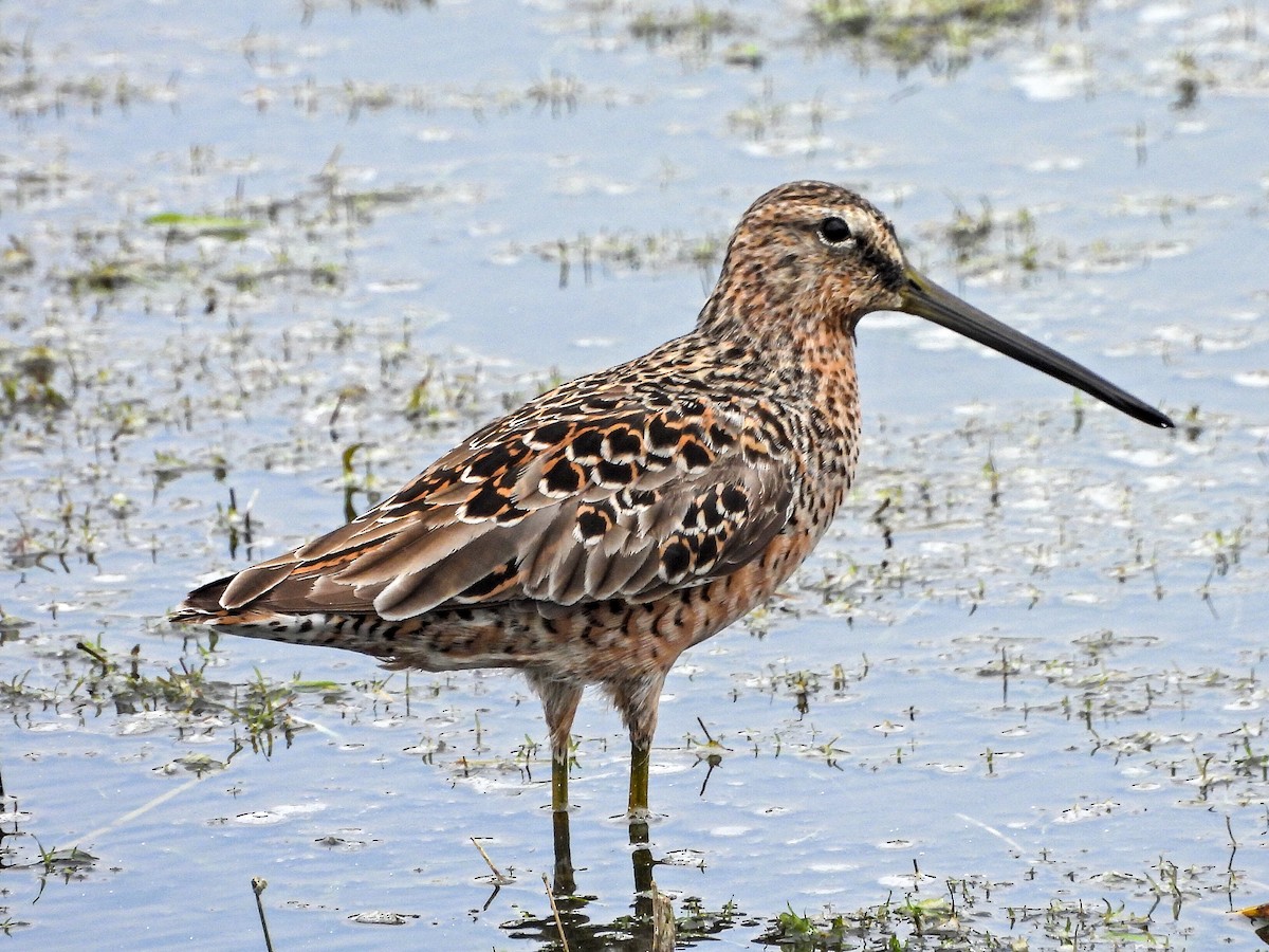 Long-billed Dowitcher - ML617601525