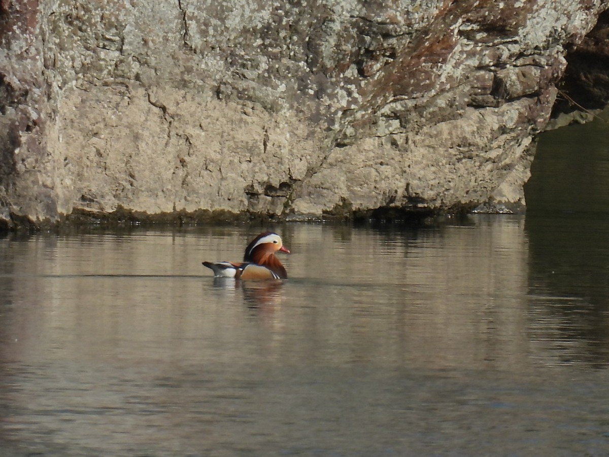 Mandarin Duck - ML617601573