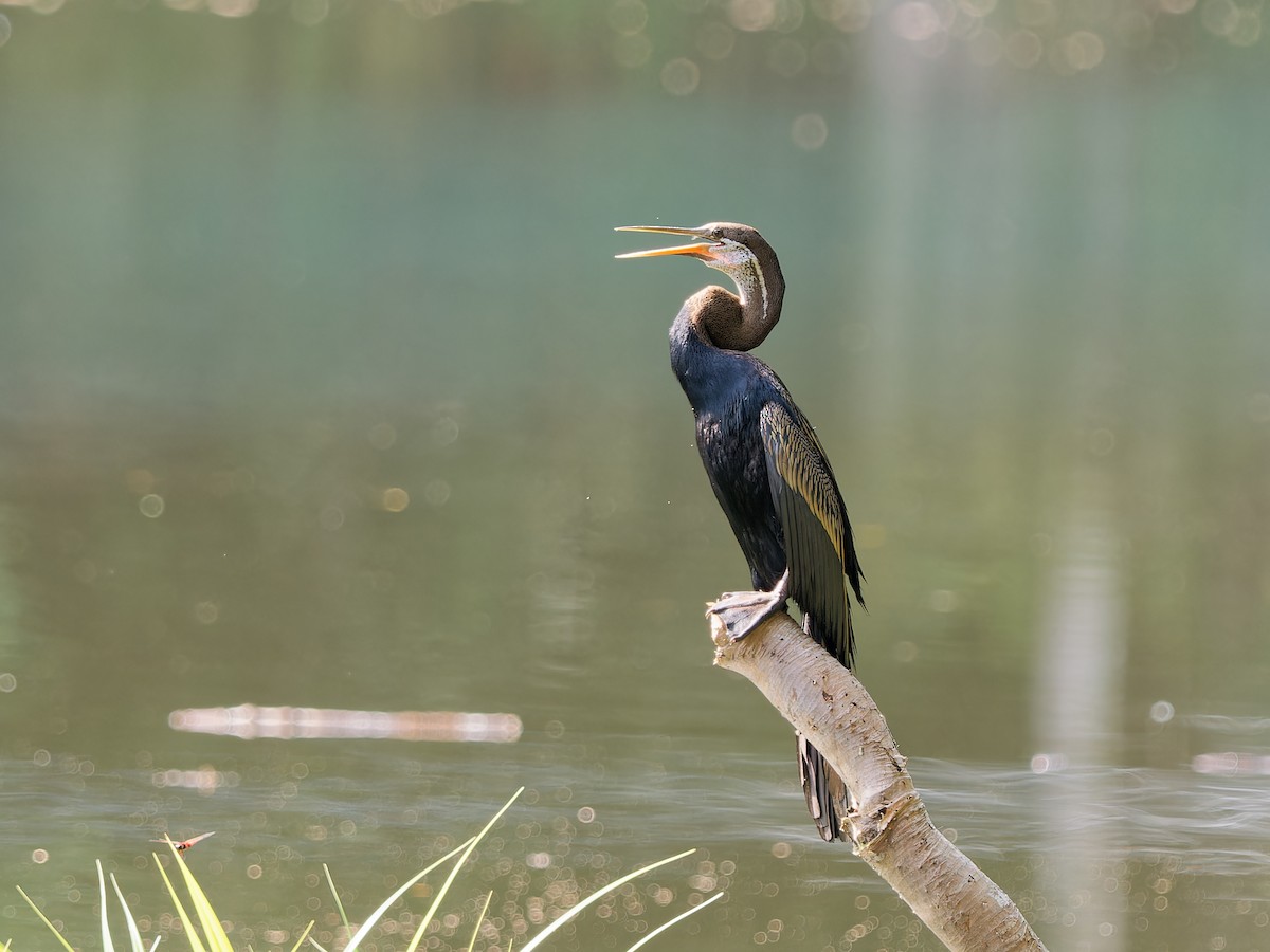 Oriental Darter - Daniel Schlaepfer