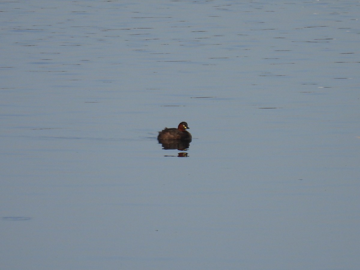 Little Grebe - ML617601599